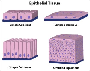 Epithelial_types